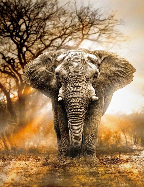 MALEN NACH ZAHLEN | ELEFANT SAFARI