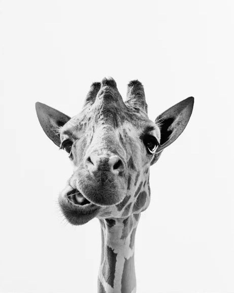 MALEN NACH ZAHLEN | GIRAFFE SCHWARZ WEISS